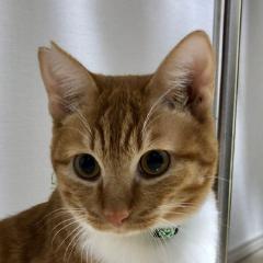 mine6ra's cat, Tora.